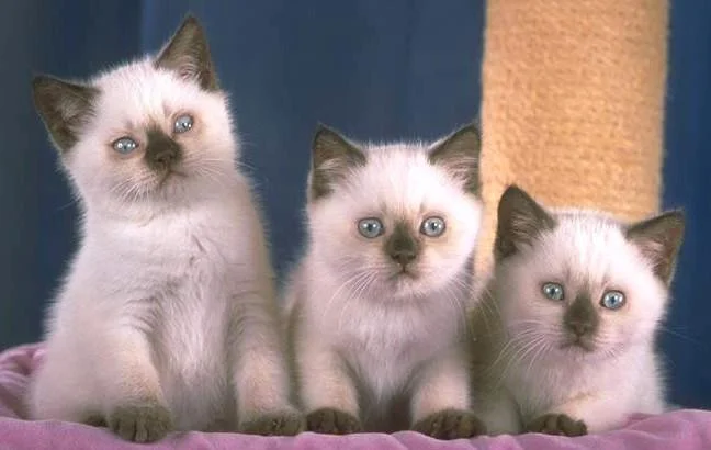 Ringkasan kucing berambut panjang Britain yang paling cantik