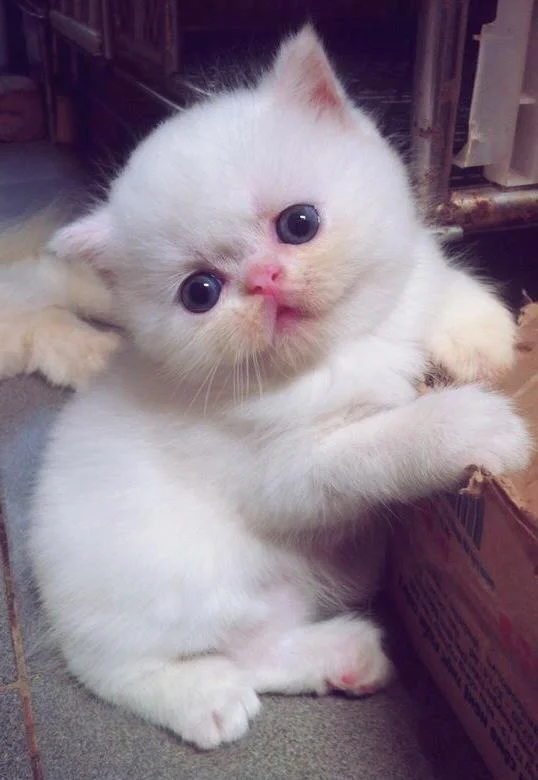 Ringkasan kucing berambut panjang Britain yang paling cantik