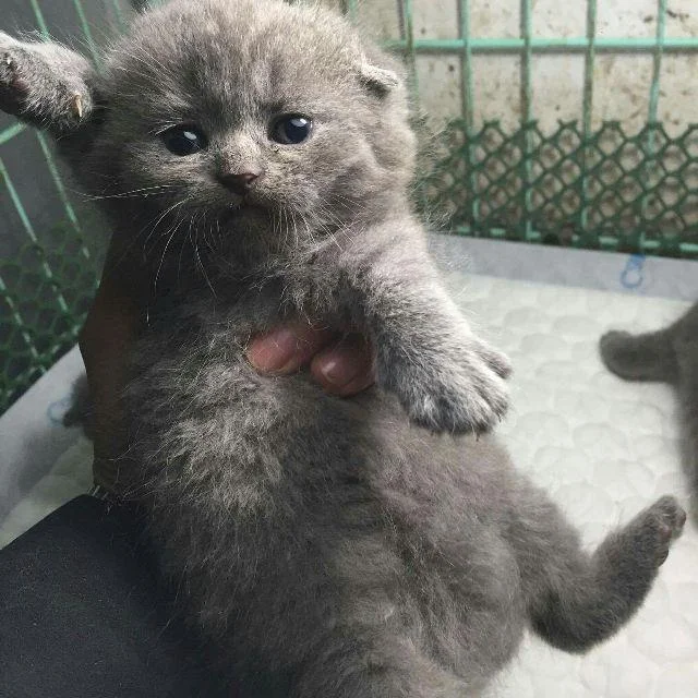Ringkasan kucing berambut panjang Britain yang paling cantik