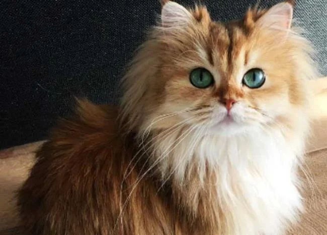Ringkasan kucing berambut panjang Britain yang paling cantik