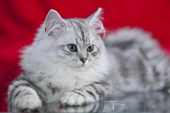 Ringkasan kucing berambut panjang Britain yang paling cantik