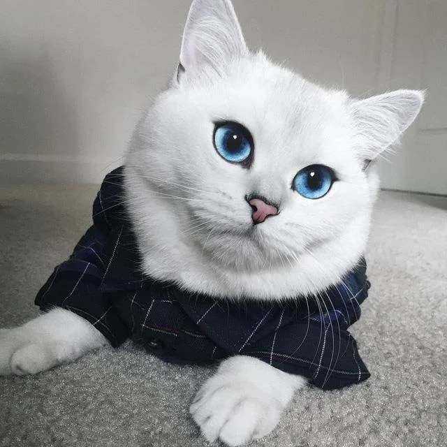 Ringkasan kucing berambut panjang Britain yang paling cantik