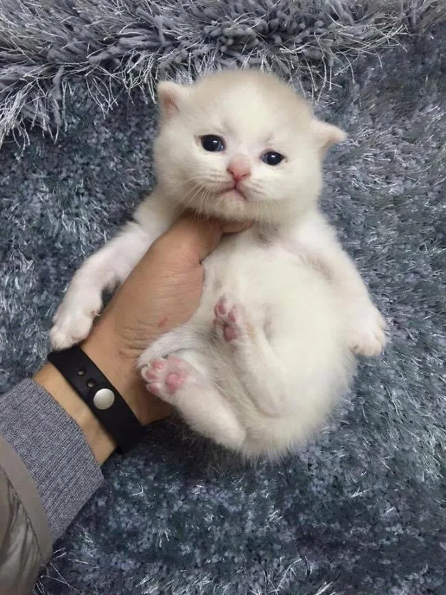 Ringkasan kucing berambut panjang Britain yang paling cantik
