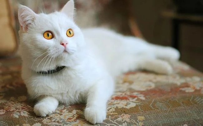 Ringkasan kucing berambut panjang Britain yang paling cantik
