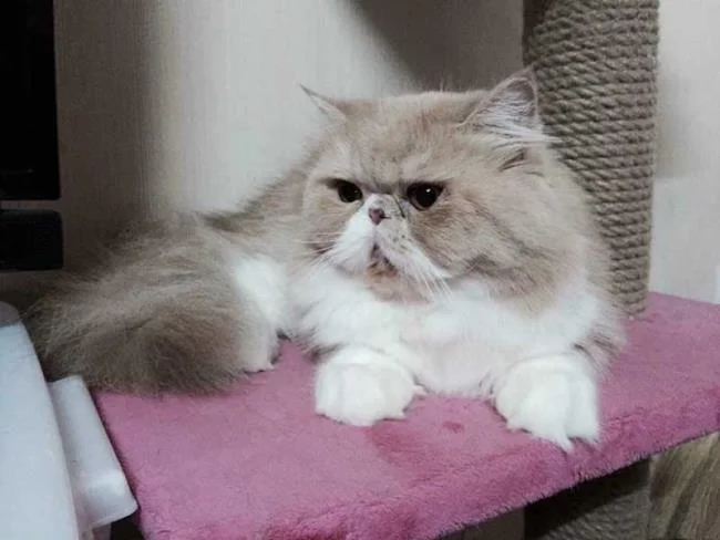 Ringkasan kucing berambut panjang Britain yang paling cantik