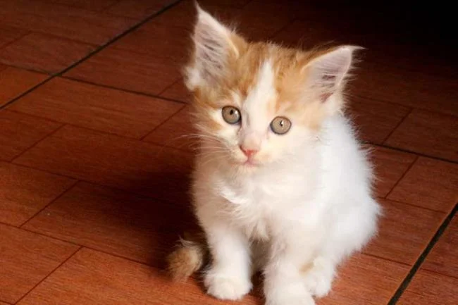 Ringkasan kucing berambut panjang Britain yang paling cantik