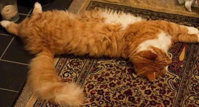 Ringkasan kucing berambut panjang Britain yang paling cantik