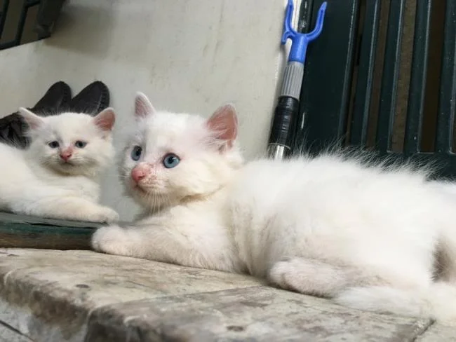 Ringkasan kucing berambut panjang Britain yang paling cantik