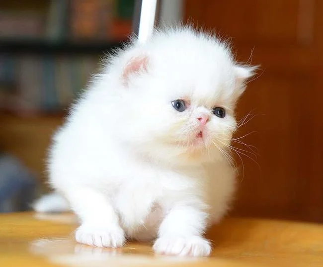 Ringkasan kucing berambut panjang Britain yang paling cantik