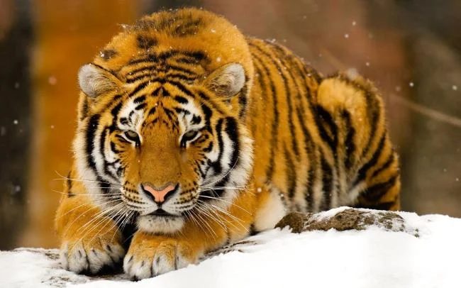 Koleksi gambar harimau terindah