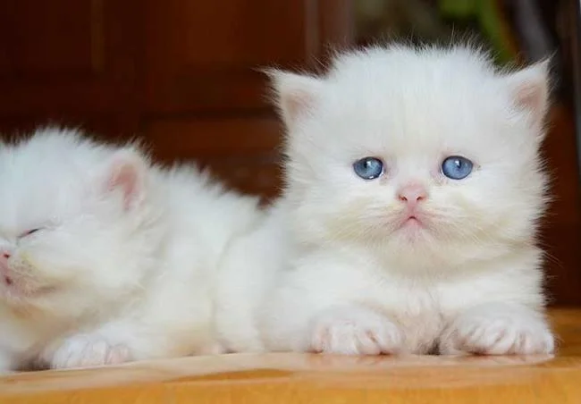 Ringkasan kucing berambut panjang Britain yang paling cantik
