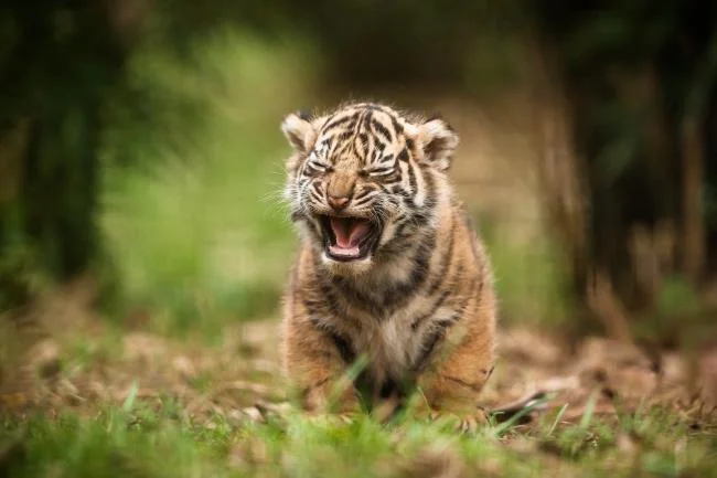 Koleksi gambar harimau terindah