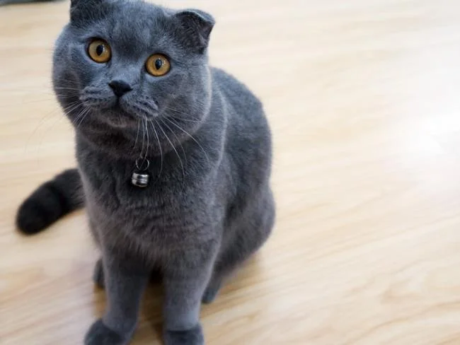 Ringkasan kucing berambut panjang Britain yang paling cantik