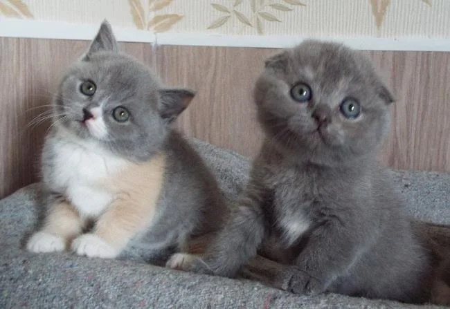 Ringkasan kucing berambut panjang Britain yang paling cantik