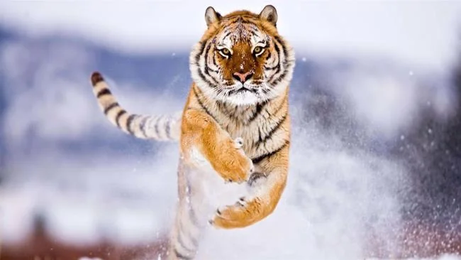 Koleksi gambar harimau terindah