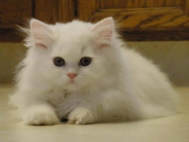 Ringkasan kucing berambut panjang Britain yang paling cantik