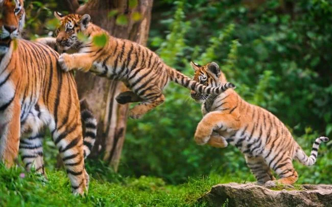 Koleksi gambar harimau terindah