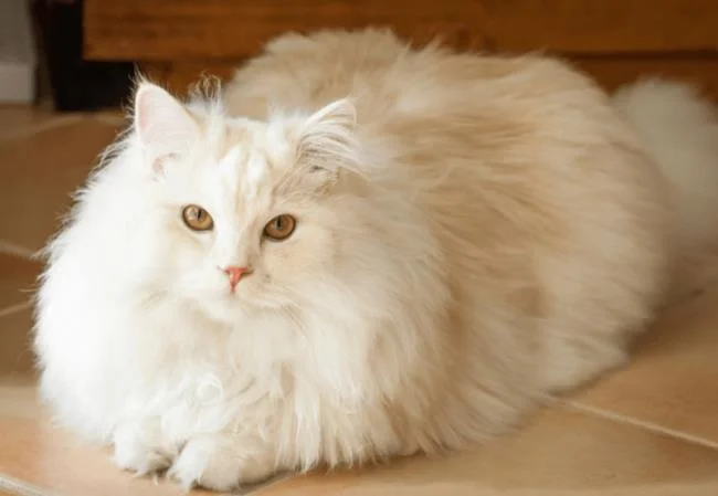Ringkasan kucing berambut panjang Britain yang paling cantik