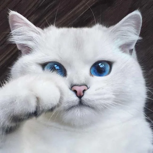 Ringkasan kucing berambut panjang Britain yang paling cantik