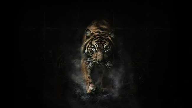 Koleksi gambar harimau terindah