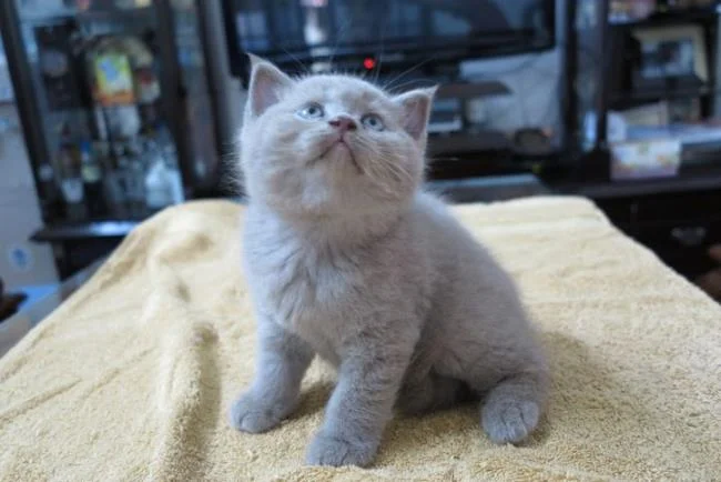 Ringkasan kucing berambut panjang Britain yang paling cantik