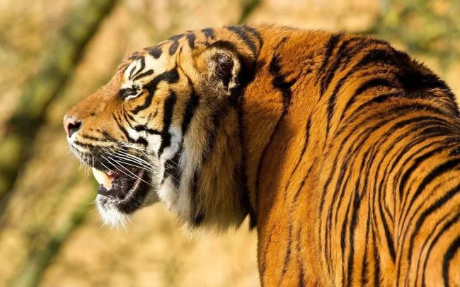 Koleksi gambar harimau terindah