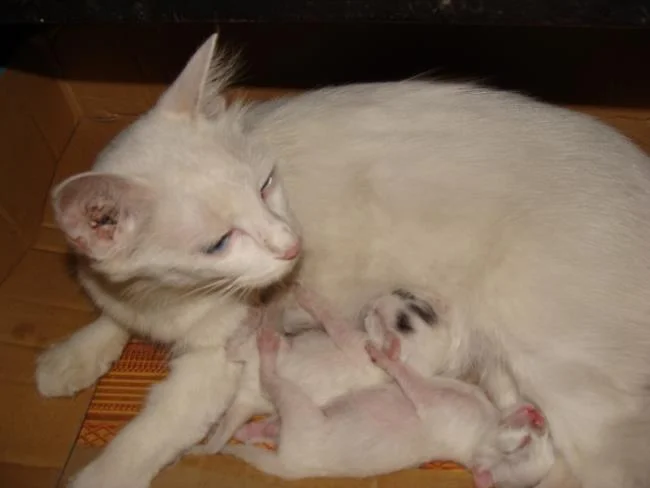 Ringkasan kucing berambut panjang Britain yang paling cantik