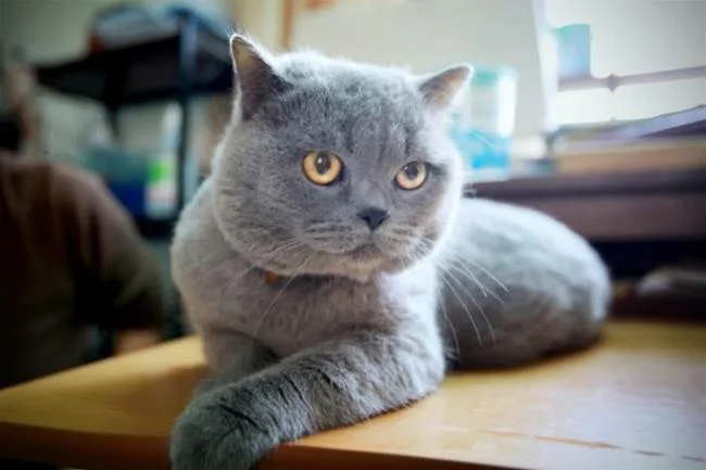 Ringkasan kucing berambut panjang Britain yang paling cantik