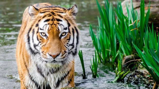 Koleksi gambar harimau terindah