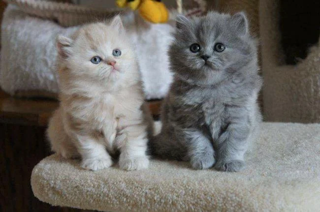 Ringkasan kucing berambut panjang Britain yang paling cantik