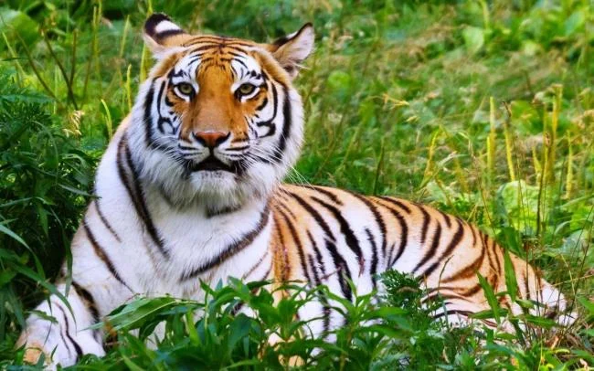 Koleksi gambar harimau terindah