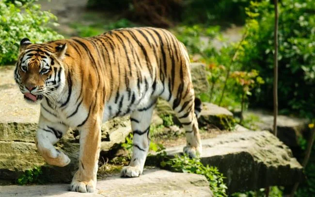 Koleksi gambar harimau terindah