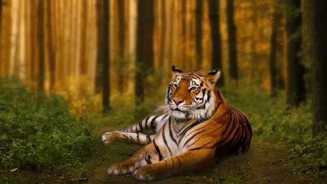 Koleksi gambar harimau terindah