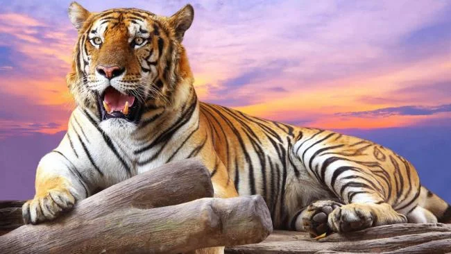 Koleksi gambar harimau terindah