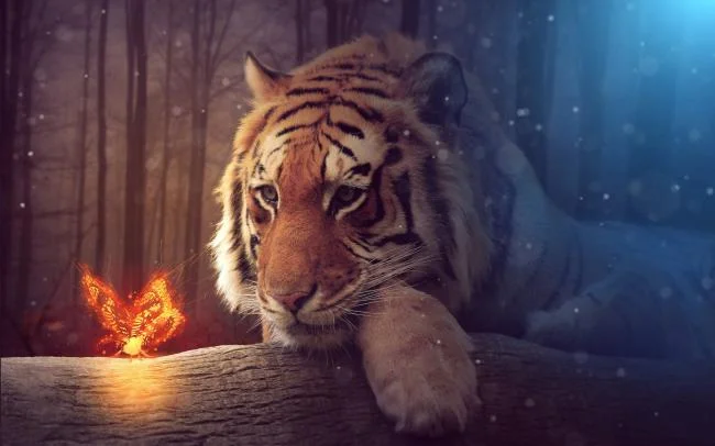 Koleksi gambar harimau terindah