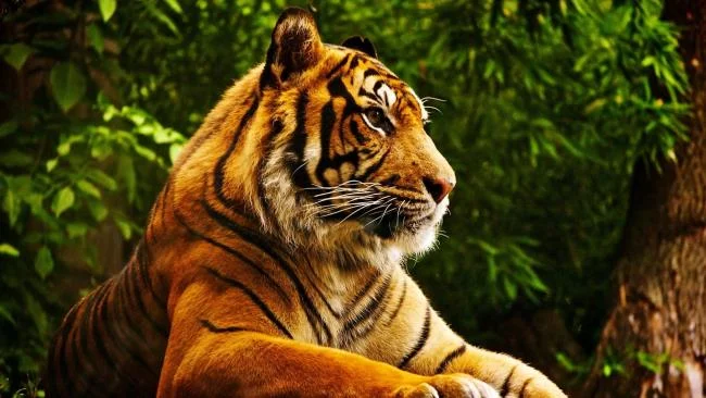 Koleksi gambar harimau terindah