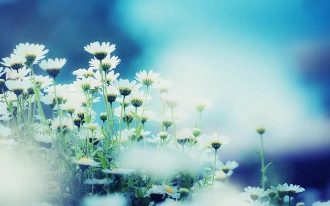 سنتز تصویر زمینه رایانه ای زیبا ، کوتاه