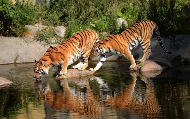 Koleksi gambar harimau terindah