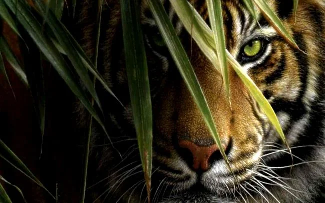 Koleksi gambar harimau terindah