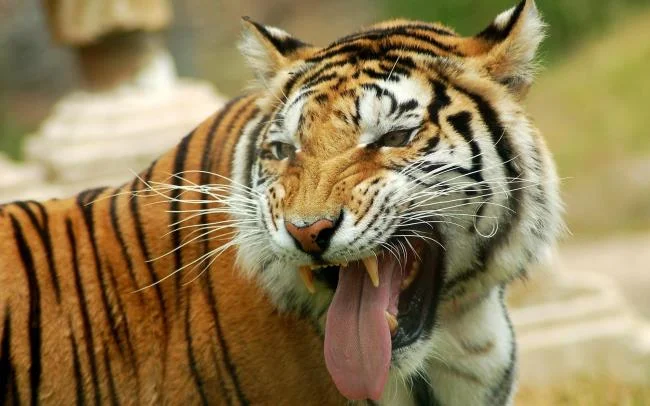 Koleksi gambar harimau terindah