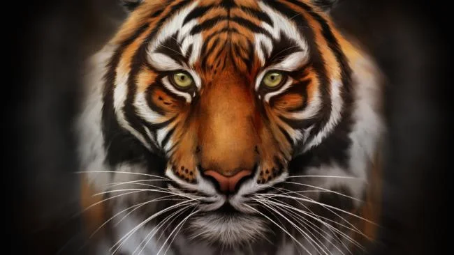 Koleksi gambar harimau terindah