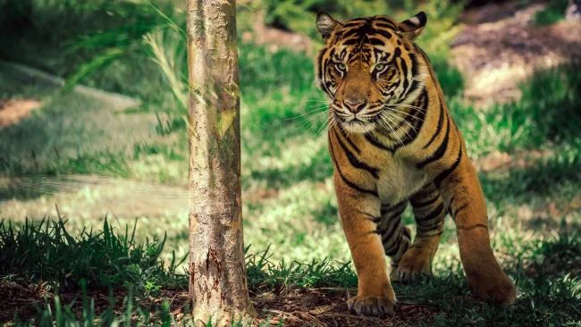 Koleksi gambar harimau terindah