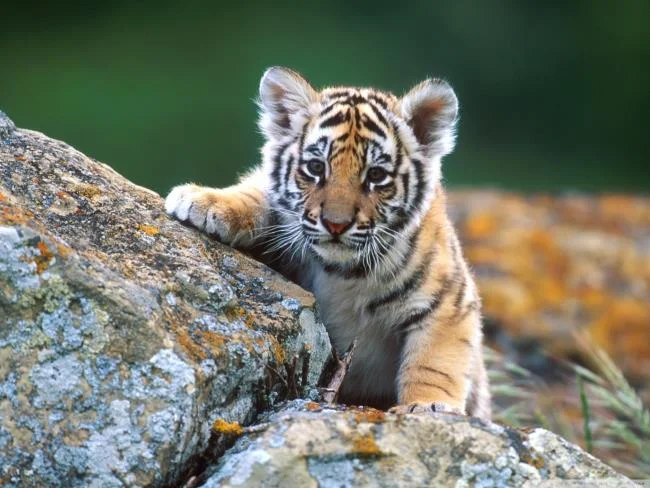 Koleksi gambar harimau terindah