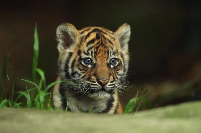 Koleksi gambar harimau terindah
