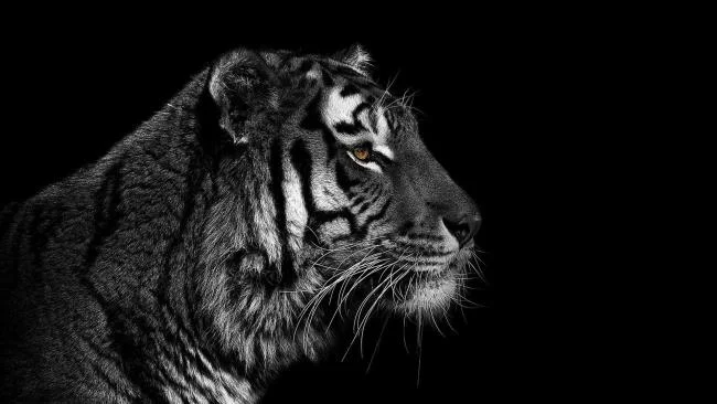 Koleksi gambar harimau terindah