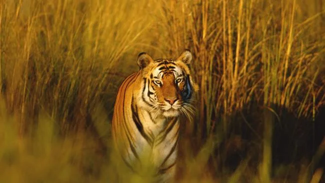 Koleksi gambar harimau terindah