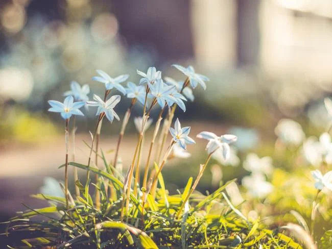 سنتز تصویر زمینه رایانه ای زیبا ، کوتاه