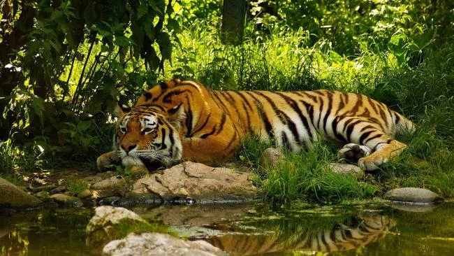 Koleksi gambar harimau terindah