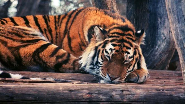 Koleksi gambar harimau terindah