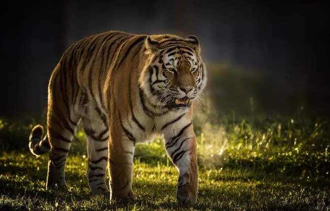 Koleksi gambar harimau terindah